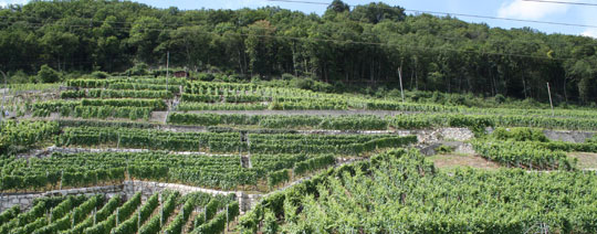 Steillage mit Rebterrassen und Trockensteinmauern in Wingreis