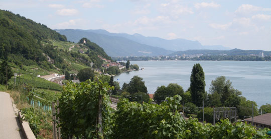 Blick vom Rebweg ob Wingreis in Richtung Tüscherz und Biel.