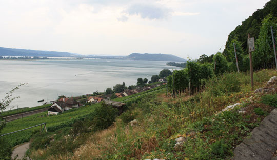 Blick vom Waldrand über die Reben auf Schafis, den Bielersee und die St. Petersinsel.