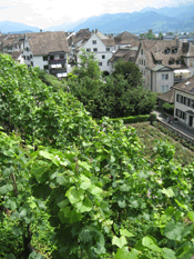 Reben am Schlossberg Rapperswil.