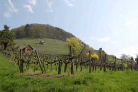 «Im Rebberg» in Stein am Rhein auf 444 Meter über Meer.