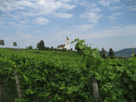 Die Kirche von Hallau steht auf der Anhöhe über dem Dorf, umgeben von Reben.