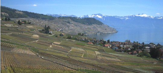 Die Steillagen des Lavaux zwischen Lausanne und Vevey.