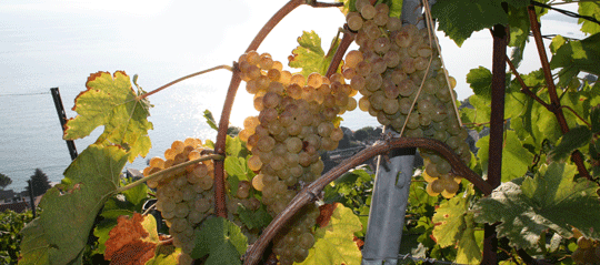 Reife Chasselastrauben im Lavaux.