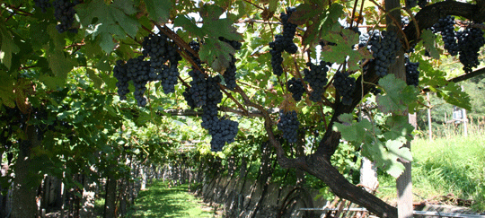 Pergola in Giornico, Tessin