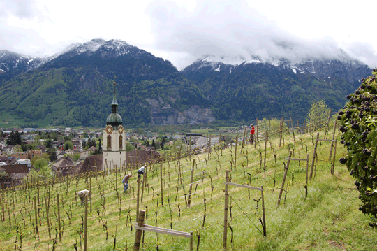 Rebberg der Familie Schuler in Altdorf. Rebberg der Familie Schuler in Altdorf.