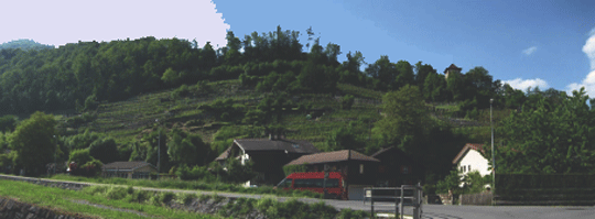 Die Rebberge von Niederurnen
