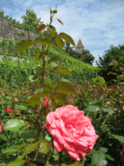 Rosen sind das Wahrzeichen von Rapperswil.